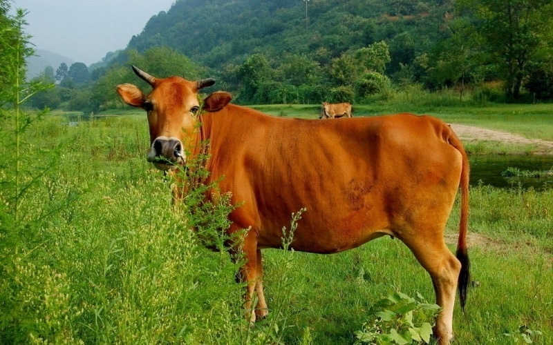 Mơ thấy con bò đánh số gì dễ trúng - Là điềm lành hay điềm dữ?