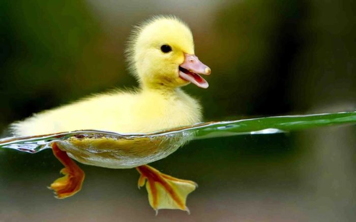 Mơ thấy con vịt đánh lô đề gì