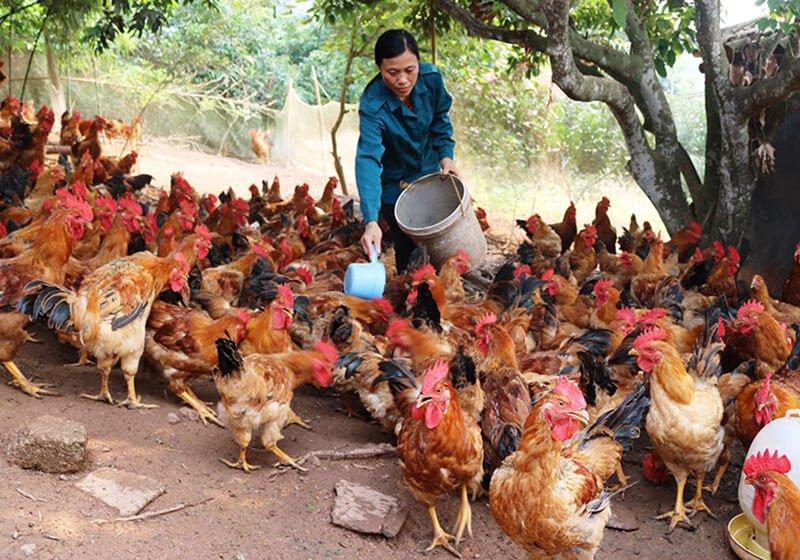 Mơ thấy con gà đánh lô đề gì - Chuyên gia giải mã giấc mơ
